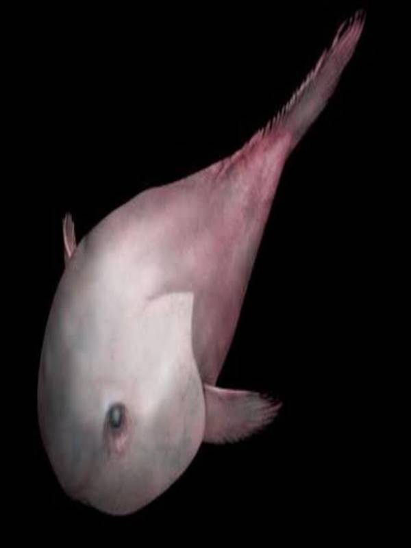 Weird & Wonderful Creatures: The Blobfish  American Association for the  Advancement of Science (AAAS)
