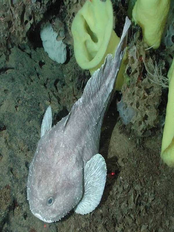 Weird & Wonderful Creatures: The Blobfish  American Association for the  Advancement of Science (AAAS)