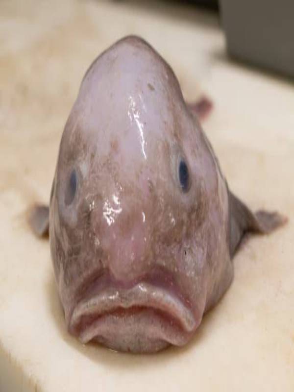 Weird & Wonderful Creatures: The Blobfish  American Association for the  Advancement of Science (AAAS)