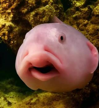 Weird blobfish!