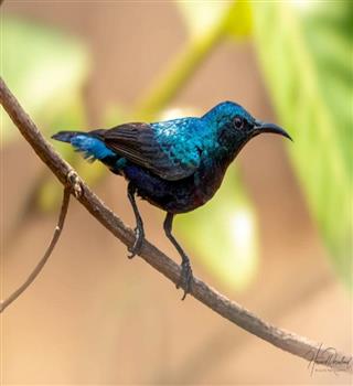 6 Colorful birds found in India