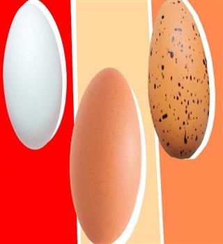 Why is commercial eggs different from local eggs?