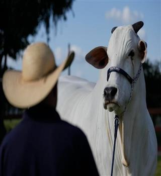 7 Most Expensive Cows in the World