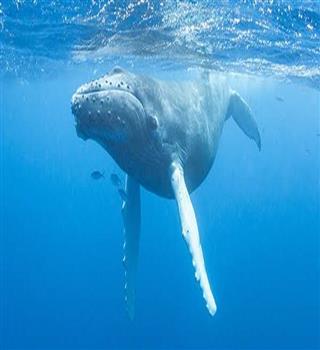 Amazing facts about the Humpback Whale