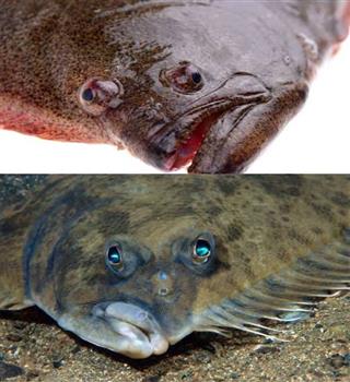 Bizarre flounder fish