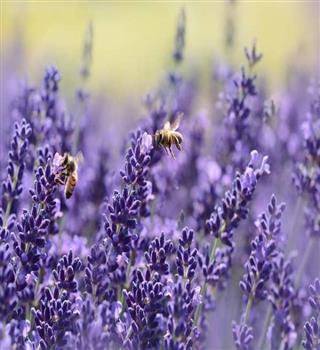 Top Drought Tolerant Plants That Can Handle Dry Weather