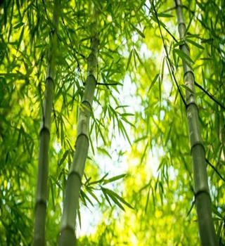Is bamboo a grass?
