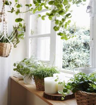 10 Indoor Plants with the Most Unique and Adorable Names