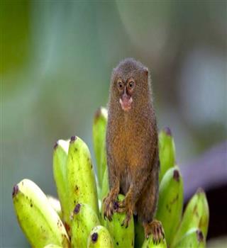 World's smallest monkey
