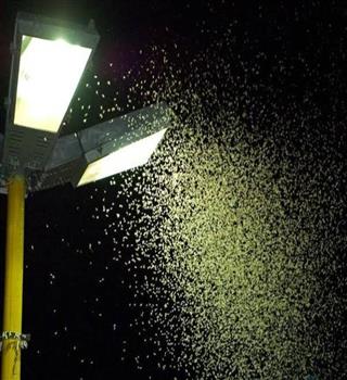 Why do insects fly around the lights?