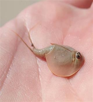 10 creatures that haven't changed in millions of years
