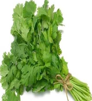 How to successfully grow Coriander in the kitchen garden