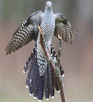 Evil cuckoo bird