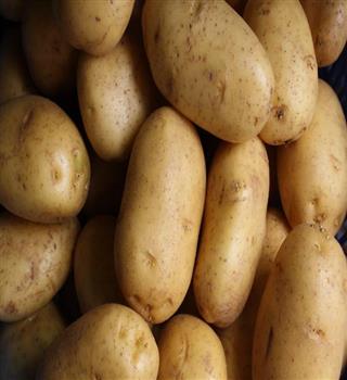 How to grow your own organic potatoes at home?