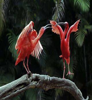 the-most-stunning-birds-in-the-wildlife