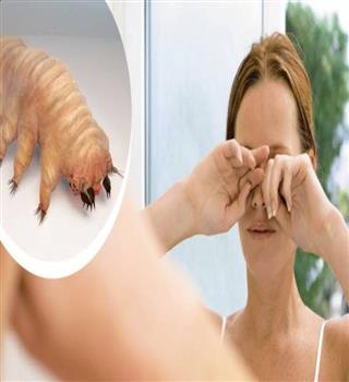 Mites that live in your face!