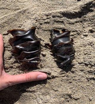 Weird horn shark egg!