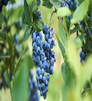 10 Best Fruits for Brain Health