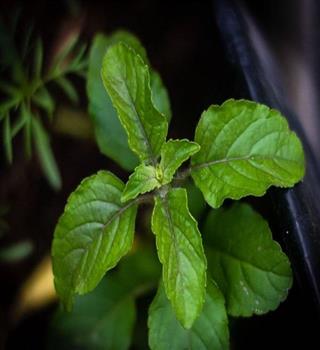 Which Tulsi Plant You Have? Rama or Shyama, Know the Difference