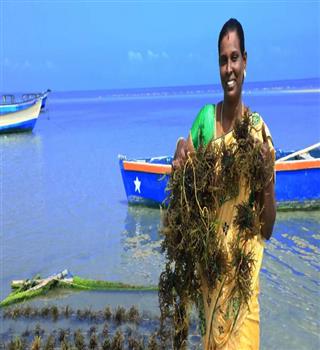 Seaweed, a new agriculture in India?