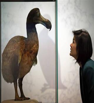 Why did the Dodo bird become extinct?