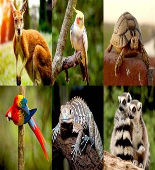 6 Exotic Animals You Can Keep as Pets in India