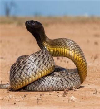 10 most deadly snakes in the world