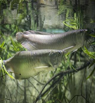 7 Large Freshwater Aquariums Fishes
