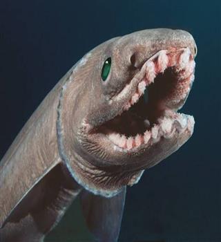 Did you heard about Frilled Shark?