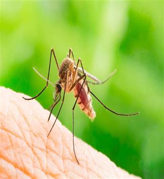 How to keep mosquitoes away?
