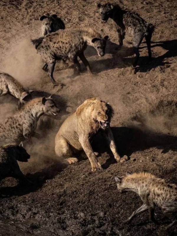 Animal Rivls 5 Fiercest Animal Rivalries in the Wild - MindStick YourViews ...