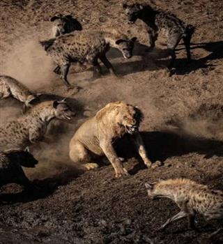 5 Fiercest Animal Rivalries in the Wild