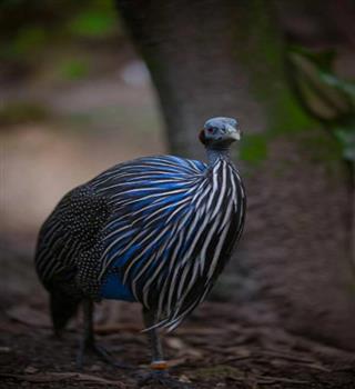 10 Birds That Look Straight Out of the Dinosaur Era
