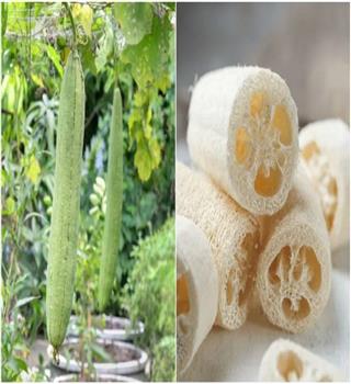 Natural Luffas sponges facts!