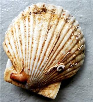 Surprising facts about Scallops