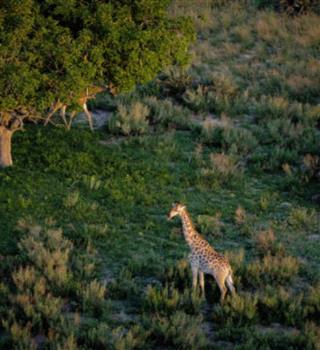 Top 6 most beautiful animals in the world