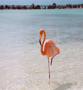 Amazing facts about bird Flamingos