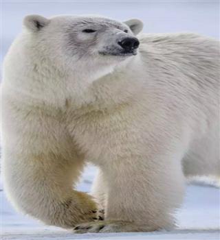 10 Cute White Animals that Resonate with Winter and Snow