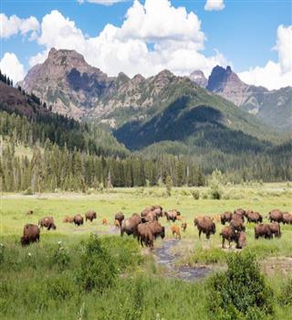 9 Animal Species Found Only in the National Parks of the US