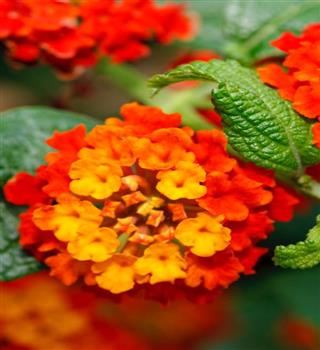 7 of the World's Deadliest Plants