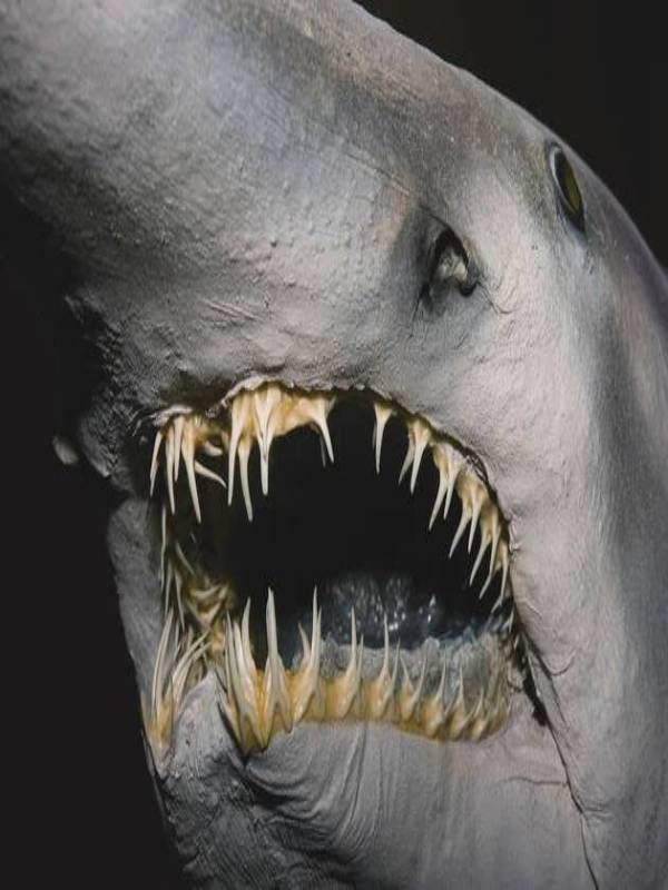 Bizarre Goblin Shark - MindStick YourViews – MindStick YourViews