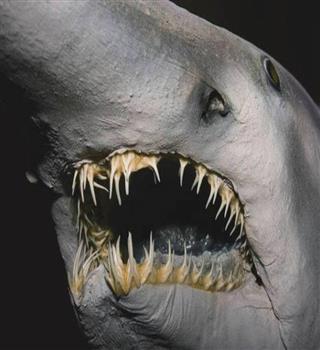 Bizarre Goblin Shark