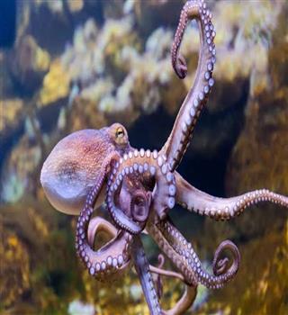 Astounding Facts About Octopuses