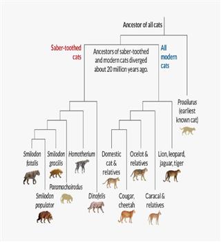 What do cats look like before they get domesticated?
