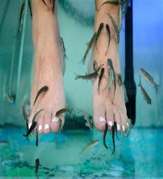 Is a fish pedicure spa safe?