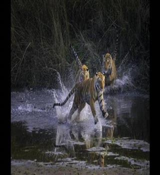 Tigers of Wildlife Photographers