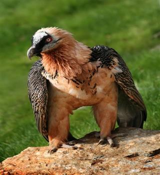Unique Bearded Vulture