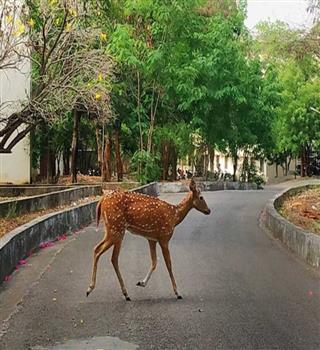 University of Hyderabad Forest: 10 Species That Could Have Become Homeless