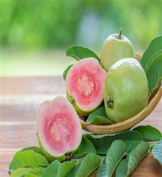 8 Health Benefits of Guava Fruit and Leaves