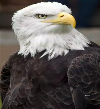 10 incredible eagle from different continents